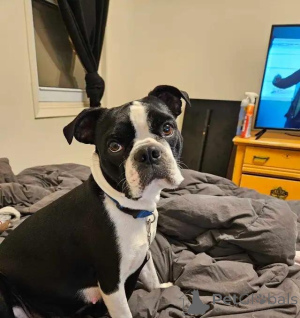 Photo №1. terrier de boston - à vendre en ville de Niederkassel | 580€ | Annonce №175981