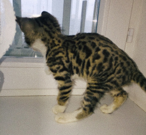 Photo №3. Savane de chat. Fédération de Russie
