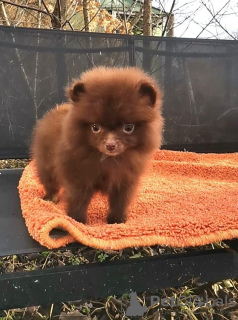 Photo №1. spitz nain - à vendre en ville de Vilnius | 1200€ | Annonce №18785