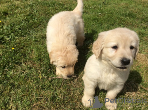 Photo №1. golden retriever - à vendre en ville de Berlin | Gratuit | Annonce №115956