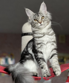 Photo №2 de l'annonce № 163190 de la vente maine coon - acheter à Allemagne éleveur