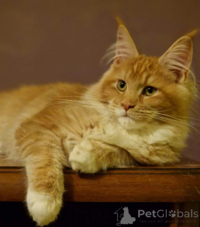 Photo №2 de l'annonce № 158077 de la vente maine coon - acheter à USA annonce privée