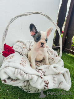 Photos supplémentaires: Chiots bouledogue français