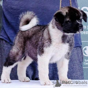 Photo №4. Je vais vendre akita américain en ville de Belgrade.  - prix - négocié