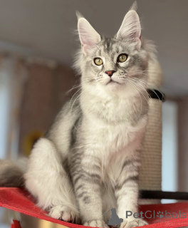 Photo №2 de l'annonce № 163661 de la vente maine coon - acheter à Allemagne éleveur