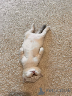 Photo №4. Je vais vendre british shorthair en ville de Strasbourg. annonce privée - prix - 600€