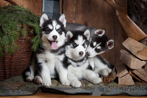 Photo №1. husky de sibérie - à vendre en ville de Никосия | négocié | Annonce №113353