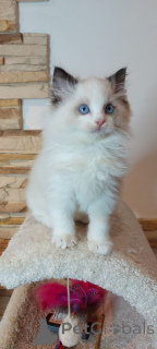 Photo №1. ragdoll - à vendre en ville de Bristol | 3€ | Annonce № 158807