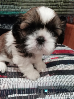 Photo №2 de l'annonce № 83976 de la vente lhassa apso, shih tzu - acheter à Estonie annonce privée, de l'abri, éleveur