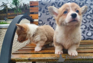 Photo №1. welsh corgi - à vendre en ville de Линдау | Gratuit | Annonce №112257