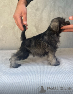 Photo №2 de l'annonce № 117743 de la vente schnauzer miniature - acheter à Serbie 