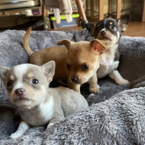 Photo №1. chihuahua - à vendre en ville de Baden-Baden | négocié | Annonce №164288