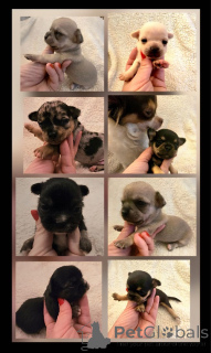 Photo №2 de l'annonce № 163892 de la vente chihuahua - acheter à Serbie éleveur