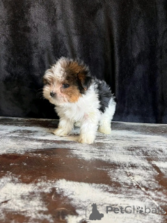 Photo №3. Puppies Beaver Yorkshire Terrier pour adoption. USA