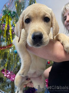 Photo №3. Chiots labbrotes. Fédération de Russie