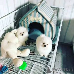 Photo №3. chiots spitz nain. France