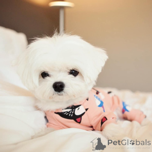 Photo №3. Mignons adorables chiots maltais à vendre contactez WhatsApp Business. La finlande