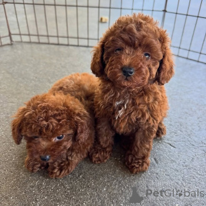Photo №1. caniche (jouet) - à vendre en ville de Élan | négocié | Annonce №173434