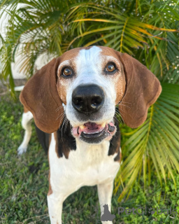 Photo №1. chien à loutre - à vendre en ville de Dinant | 484€ | Annonce №159191