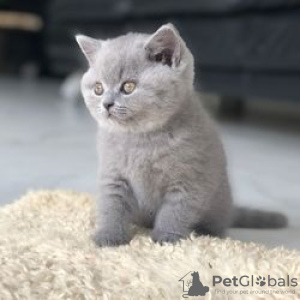 Photo №1. british shorthair - à vendre en ville de Bamberg | Gratuit | Annonce № 116375