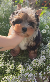 Photo №1. yorkshire terrier - à vendre en ville de Gomel | 482€ | Annonce №117387