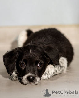 Photo №4. Je vais vendre chien bâtard en ville de Rivière moscou. annonce privée - prix - Gratuit