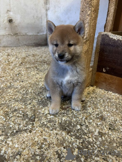 Photo №4. Je vais vendre shiba en ville de Zrénjanin. éleveur - prix - 700€