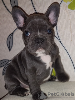 Photo №4. Je vais vendre bouledogue en ville de Londonderry. éleveur - prix - 400€