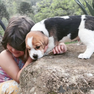 Photos supplémentaires: 12 semaines, garçon et fille, chiots beagle à la recherche de leur nouvelle