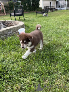Photo №4. Je vais vendre malamute de l'alaska en ville de Amityville. annonce privée - prix - 649€