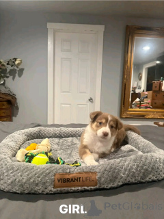 Photo №2 de l'annonce № 138997 de la vente berger australien - acheter à USA annonce privée, éleveur