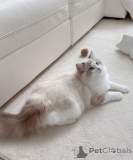 Photo №2 de l'annonce № 164544 de la vente ragdoll - acheter à La finlande éleveur