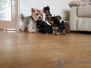 Photo №4. Je vais vendre yorkshire terrier en ville de Fegen. annonce privée, éleveur - prix - 850€