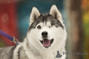 Photo №1. husky de sibérie - à vendre en ville de Москва | Gratuit | Annonce №141538