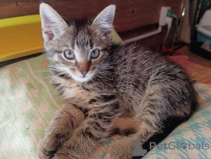 Photo №3. Chatons dans de bonnes mains. Fédération de Russie