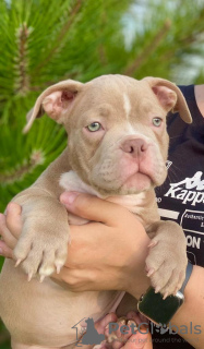 Photos supplémentaires: American Bully Kennel propose des chiots à la réservation