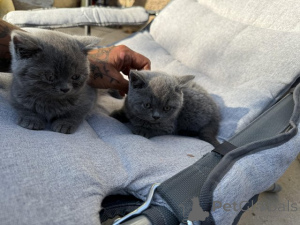 Photo №2 de l'annonce № 153883 de la vente british shorthair - acheter à Allemagne annonce privée