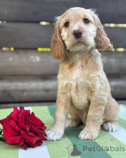 Photo №2 de l'annonce № 160392 de la vente cocker spaniel anglais - acheter à La finlande annonce privée