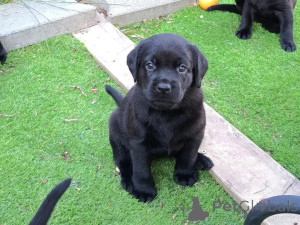 Photo №2 de l'annonce № 177762 de la vente labrador retriever - acheter à Pays Bas annonce privée