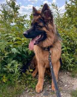 Photo №3. Chiots de berger allemand masculin et féminin. Allemagne