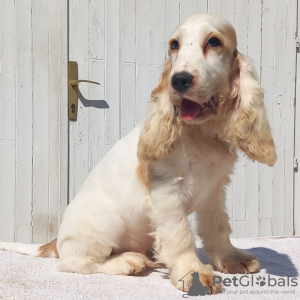 Photo №1. cocker spaniel anglais - à vendre en ville de Zrenjanin | négocié | Annonce №76823