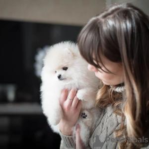 Photo №1. spitz nain - à vendre en ville de Харлем | 404€ | Annonce №133887