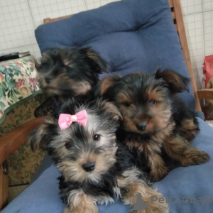 Photo №2 de l'annonce № 47075 de la vente yorkshire terrier - acheter à Portugal annonce privée