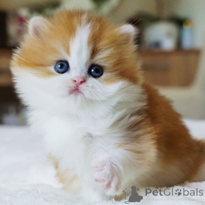 Photo №3. Rencontrez Jasper, le petit gentleman britannique aux yeux pleins de chaleur et. Suisse