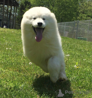 Photo №3. Mâle samojede. Allemagne