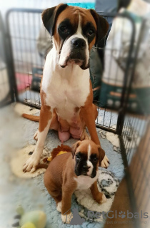 Photo №1. boxer - à vendre en ville de Мариямполе | 350€ | Annonce №130515