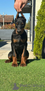 Photos supplémentaires: Chiots Doberman à vendre