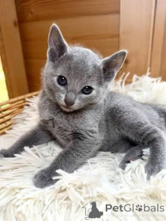Photo №2 de l'annonce № 173617 de la vente bleu russe - acheter à La Lettonie annonce privée, éleveur
