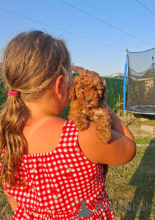 Photo №1. caniche (jouet) - à vendre en ville de Nouveau jardin | négocié | Annonce №173874