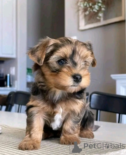 Photo №2 de l'annonce № 138884 de la vente yorkshire terrier - acheter à Allemagne annonce privée, éleveur